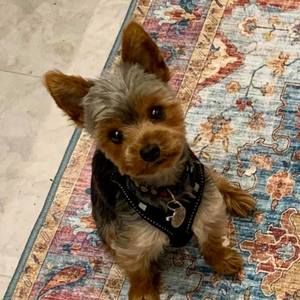 Meet your Posher, Sue